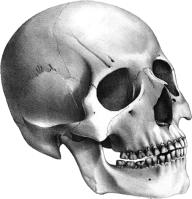 Skeleton PNG Free Download 20