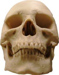 Skeleton PNG Free Download 22