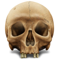 Skeleton PNG Free Download 25