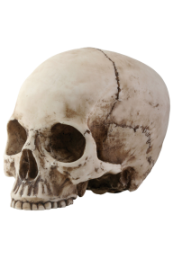 Skeleton PNG Free Download 36