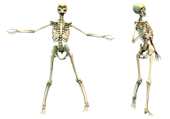 Skeleton PNG Free Download 38