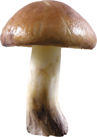 small mushroom free download png
