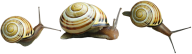 Snails PNG Free Download 10