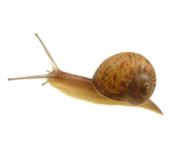 Snails PNG Free Download 11