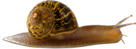 Snails PNG Free Download 13