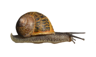 Snails PNG Free Download 14