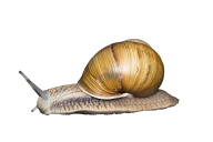 Snails PNG Free Download 15