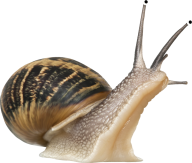 Snails PNG Free Download 16