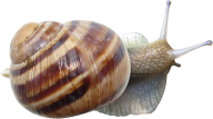 Snails PNG Free Download 17