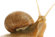 Snails PNG Free Download 18