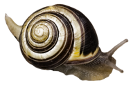 Snails PNG Free Download 19