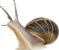 Snails PNG Free Download 2