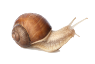 Snails PNG Free Download 20