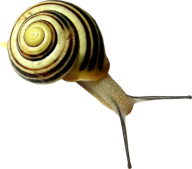 Snails PNG Free Download 21