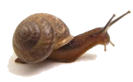 Snails PNG Free Download 22