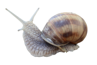 Snails PNG Free Download 24