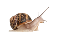 Snails PNG Free Download 28