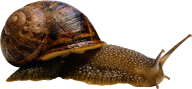 Snails PNG Free Download 3