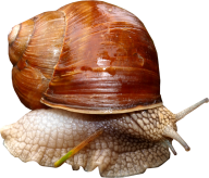 Snails PNG Free Download 6