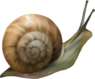 Snails PNG Free Download 7