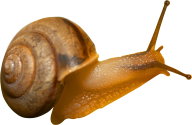 Snails PNG Free Download 8