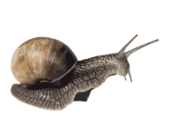 Snails PNG Free Download 9