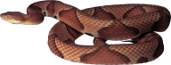 Snake PNG Free Download 18