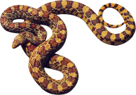 Snake PNG Free Download 24