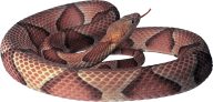 Snake PNG Free Download 25