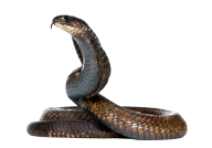 Snake PNG Free Download 32