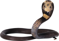 Snake PNG Free Download 39