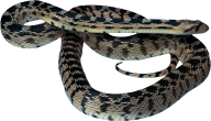 Snake PNG Free Download 46