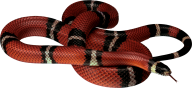 Snake PNG Free Download 47