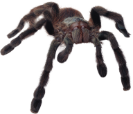 Spider PNG Free Download 1