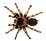 Spider PNG Free Download 14