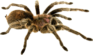 Spider PNG Free Download 16