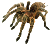 Spider PNG Free Download 17