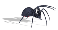 Spider PNG Free Download 19
