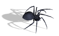 Spider PNG Free Download 20
