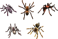 Spider PNG Free Download 21