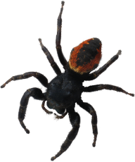 Spider PNG Free Download 23