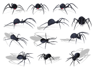 Spider PNG Free Download 24