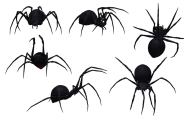 Spider PNG Free Download 25