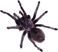 Spider PNG Free Download 27