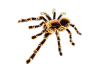 Spider PNG Free Download 28