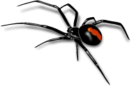 Spider PNG Free Download 30