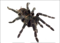 Spider PNG Free Download 31