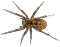 Spider PNG Free Download 33