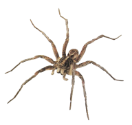 Spider PNG Free Download 34