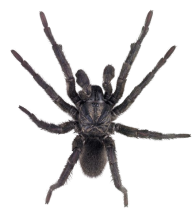 Spider PNG Free Download 36
